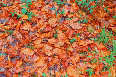 High angle view of orange leaves on field