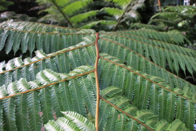 Full frame shot of fern