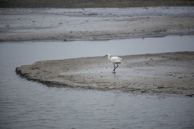 Seagull perching on a beach