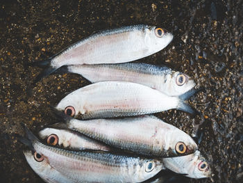 Directly above view of dead fishes on wet rock