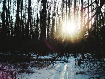 Trees in forest during winter