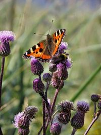 Close-up of butterfly on flower
