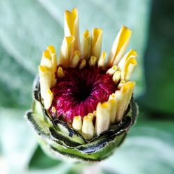 Close-up of yellow flower