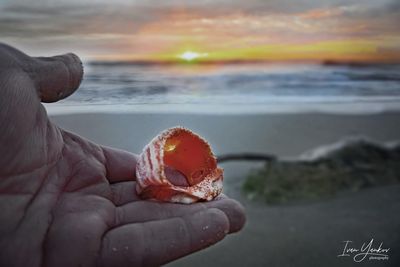 Person holding sea shore during sunset