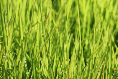 Full frame shot of grass