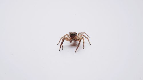 Close-up of spider on white background