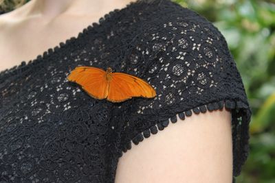 Close-up of butterfly on leaf