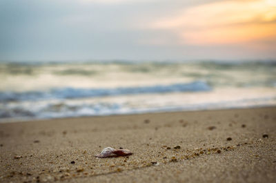 Close-up of crab on beach against sky