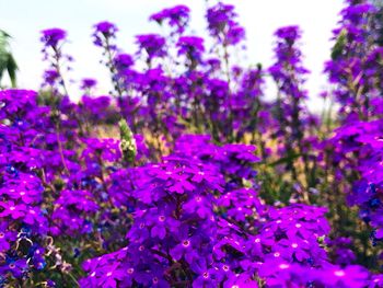 Close-up of purple flowering plants on field