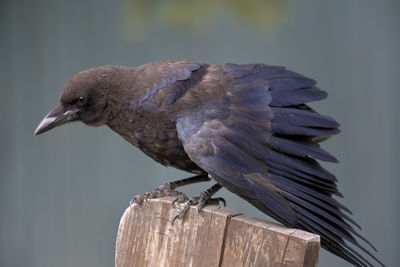 Close-up of bird perching on wooden post