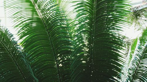 Low angle view of palm trees