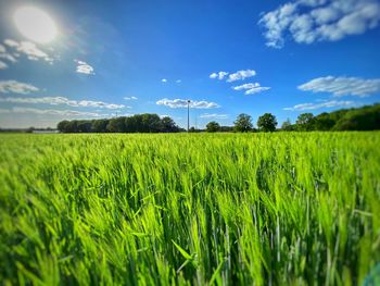 Scenic view of agricultural field against sky