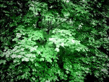 Plants growing on tree