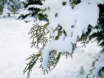 Close-up of snow covered pine tree