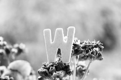 Close-up of flowers against blurred background