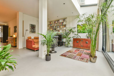 Potted plant by window