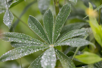 Close-up of water drops on leaf