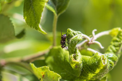 Close-up of insect on plant