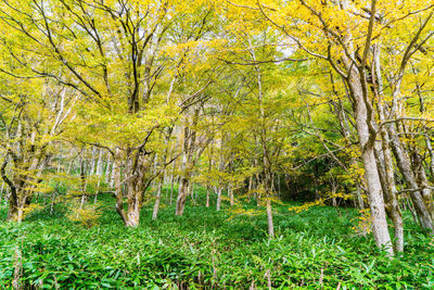 Trees in forest during autumn