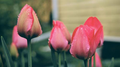 Close-up of pink tulips