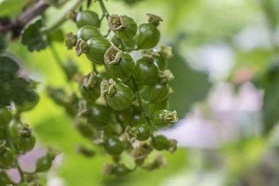 Close-up of plant