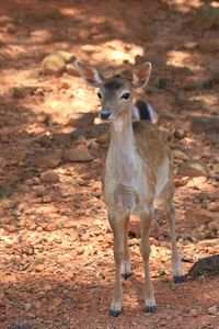 Portrait of deer standing on field