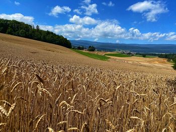 Scenic view of agricultural field against sky