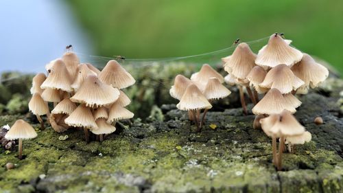 Close-up of mushrooms growing on field