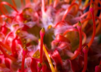 Close-up of red flowers blooming outdoors