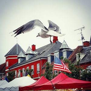 Low angle view of birds flying against clear sky