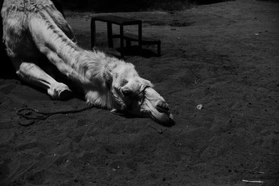 High angle view of dog lying on land