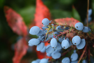 Close-up of red berries growing on tree