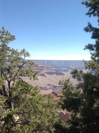 Scenic view of trees against clear blue sky