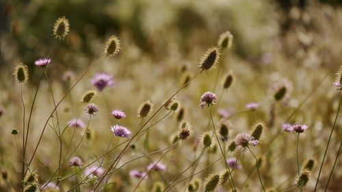 Close-up of purple flowering plants on field