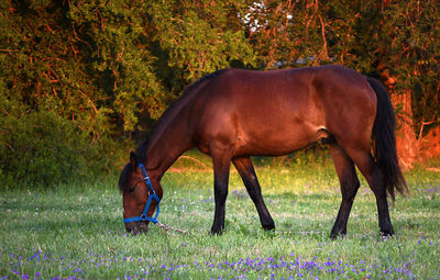 Horse on grassy field