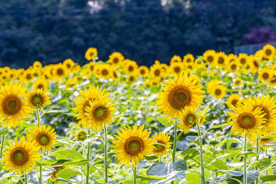 Close-up of sunflowers on field