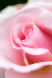 Close-up of pink rose