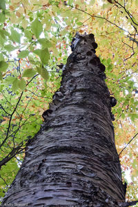 Close-up of ivy on tree trunk