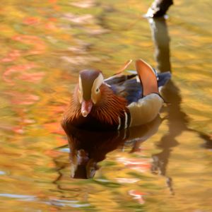 View of ducks in lake