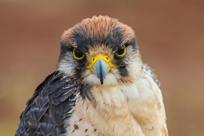 Close-up portrait of a lanner falcon - falco biarmicus