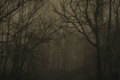 Bare tree in forest