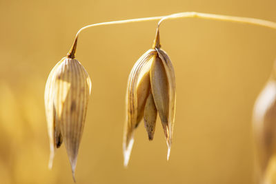 Agriculture and arable farming with cereals