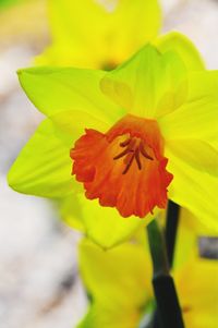 Close-up of flower blooming outdoors