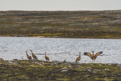 Cranes perching by lake against sky