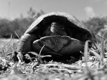 Close-up of lizard on field