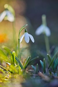 Close-up of white flowering plants on field