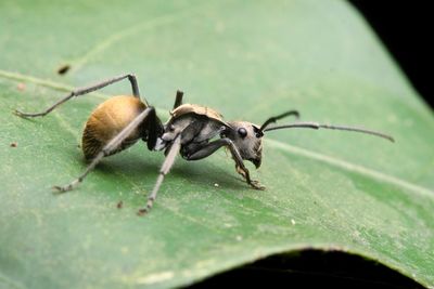 Close-up of ant on leaf