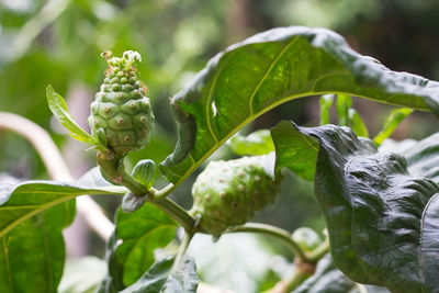 Close-up of fruit growing on plant