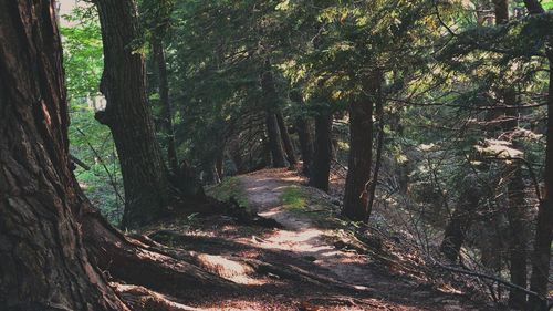 Trees in forest