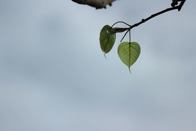 Close-up of butterfly on plant